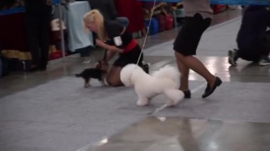 Uluslararası köpek gösteri CACIB-FCI