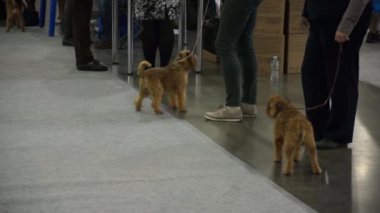 Uluslararası köpek gösteri CACIB-FCI