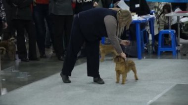 Uluslararası köpek gösteri CACIB-FCI
