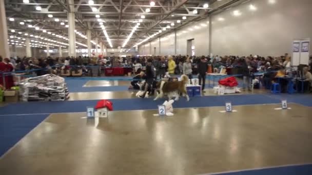 Salón Internacional del Perro CACIB-FCI — Vídeo de stock