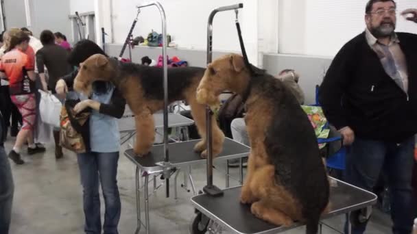 Nemzetközi kutyakiállítás Cacib-es — Stock videók