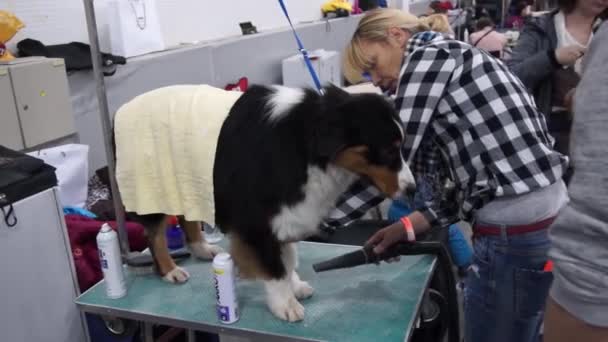 Salón Internacional del Perro CACIB-FCI — Vídeo de stock