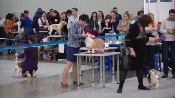 Salon international du chien CACIB-FCI — Video