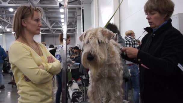 Международная выставка собак CACIB-FCI — стоковое видео