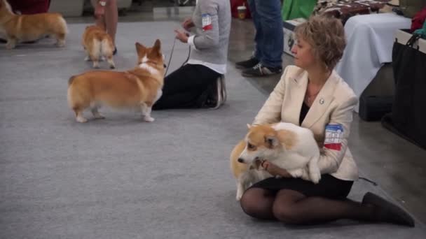 Salón Internacional del Perro CACIB-FCI — Vídeo de stock