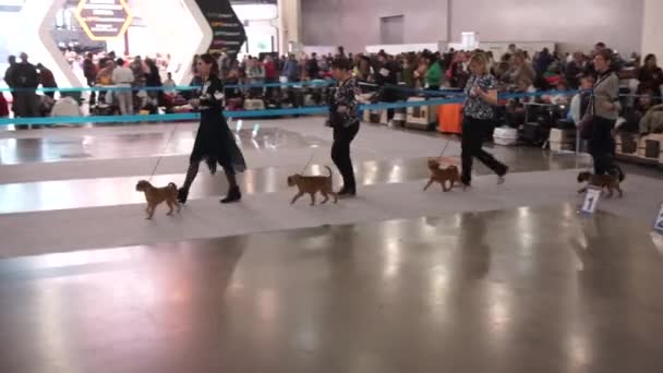 Salón Internacional del Perro CACIB-FCI — Vídeos de Stock