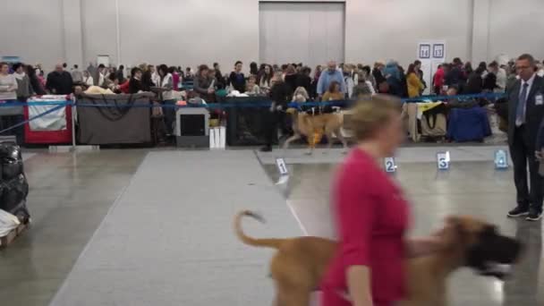 Nemzetközi kutyakiállítás Cacib-es — Stock videók