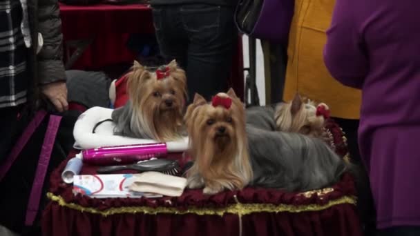 International Dog Show CACIB-FCI — Stok Video