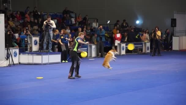 International Dog Show Cacib-Fci — Stockvideo