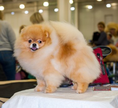 Pomeranian dog grooming