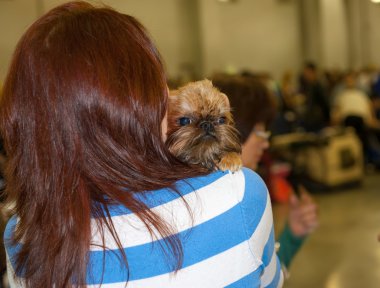 Woman holds Brussels Griffon