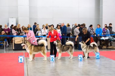 Uluslararası köpek gösteri CACIB-FCI