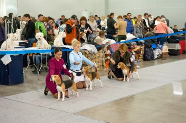 Uluslararası köpek gösteri CACIB-FCI