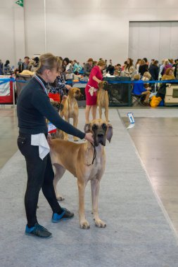 Uluslararası köpek gösteri CACIB-FCI