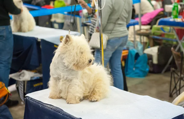 Uluslararası köpek göstermek — Stok fotoğraf