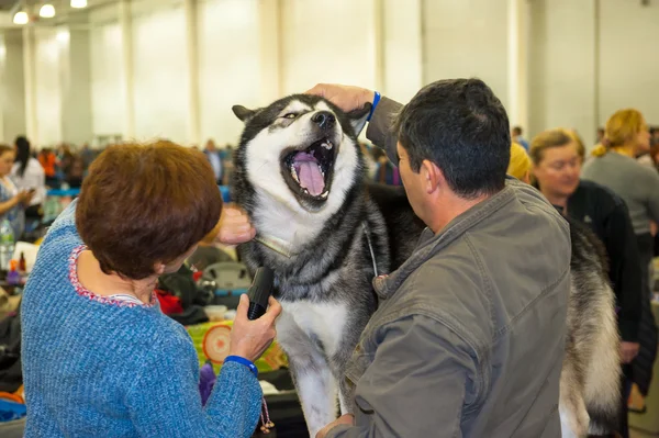 International Dog Show CACIB-FCI — Stock Photo, Image