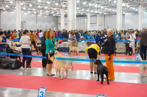 Mostra Internacional de Cães CACIB-FCI — Fotografia de Stock
