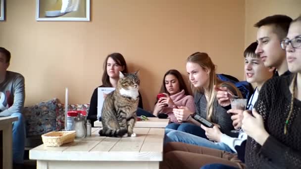 Άνθρωποι ανάπαυση στο καφέ γάτα — Αρχείο Βίντεο