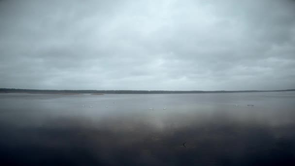 Time lapse of Slokas lake with floating swans — Stock Video