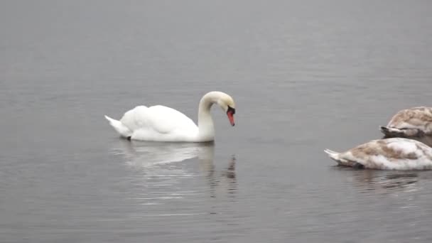 Oche selvatiche e cigni nel lago Slokas — Video Stock