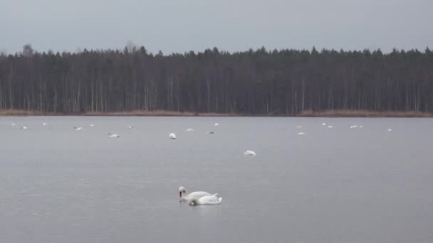Vad libák és hattyúk a Slokas tóban — Stock videók