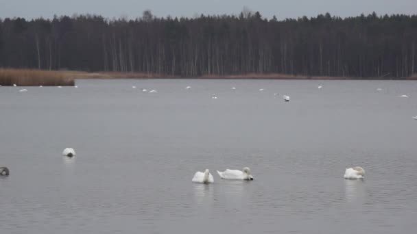 Divoké husy a labutě v jezeře Slokas — Stock video