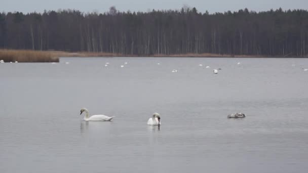 Oies sauvages et cygnes dans le lac Slokas 