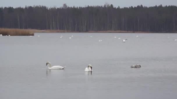 Gansos selvagens e cisnes no lago Slokas — Vídeo de Stock