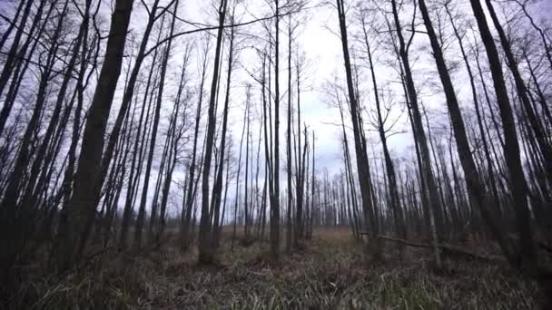 Жуткий лес поздней осенью — стоковое видео
