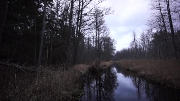 Stream in het bos in de late herfst, Kemeri regio — Stockvideo