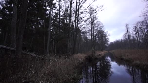 Cours d'eau dans la forêt à la fin de l'automne, région de Kemeri 