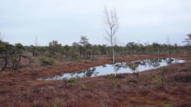 Kemeri bataklık manzara
