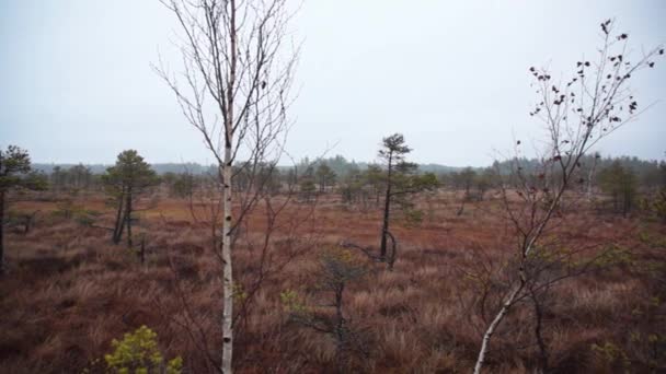 Paysage marécageux Kemeri 