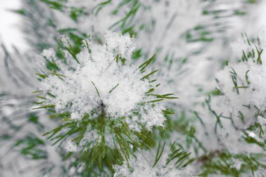 Kar tanesi köknar dallar