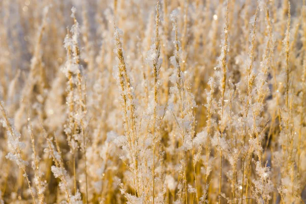 Vorst op het gras — Stockfoto