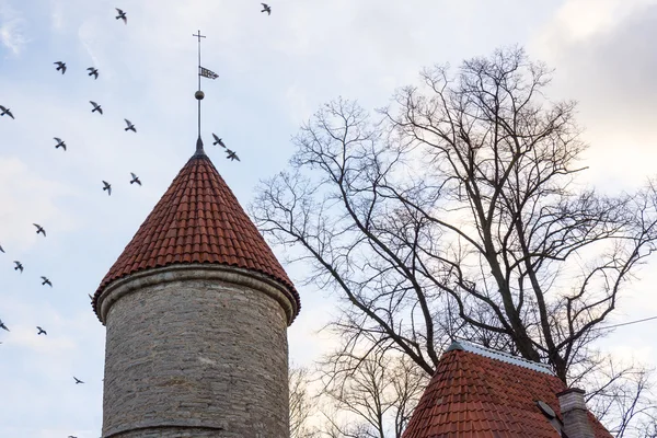 Fåglar flyger under torn i gamla Tallinn city — Stockfoto