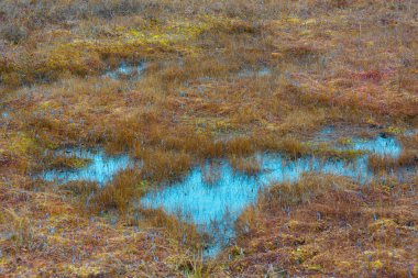 Kemeri bataklık manzara