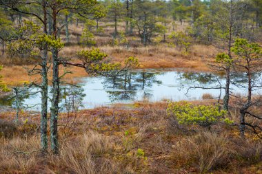 Kemeri swamp landscape clipart