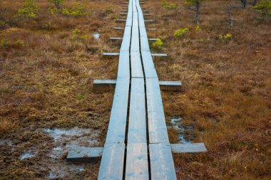 Kemeri bataklık manzara
