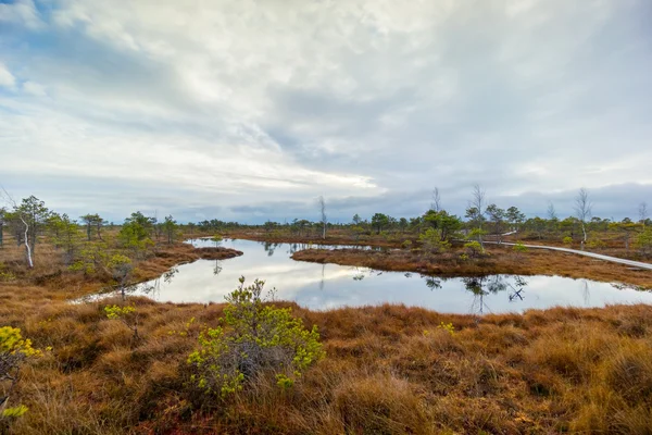 Kemeri träsket landskap — Stockfoto