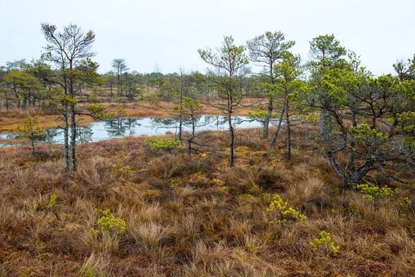 Kemeri-Sumpflandschaft — Stockfoto