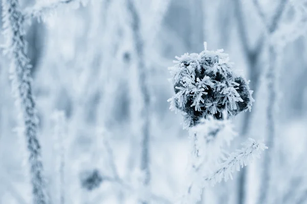 Ice on the grass — Stock Photo, Image