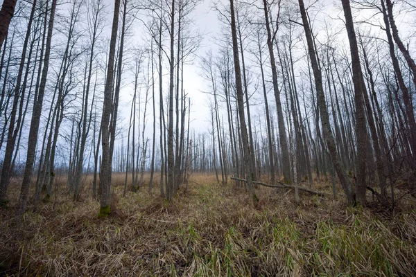 Forêt effrayante à la fin de l'automne à Kemeri — Photo