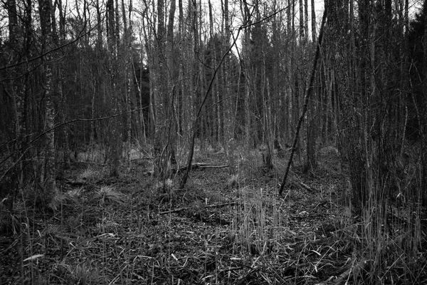 Gruseliger Wald im Spätherbst in Kemeri — Stockfoto