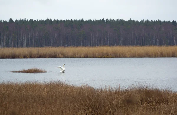 Divoké labutě v jezeře Slokas — Stock fotografie