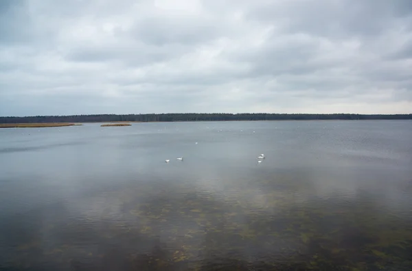 Slokas see mit schwimmenden schwänen in kemeri region, Lettland — Stockfoto