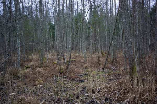 Forêt effrayante à la fin de l'automne à Kemeri — Photo