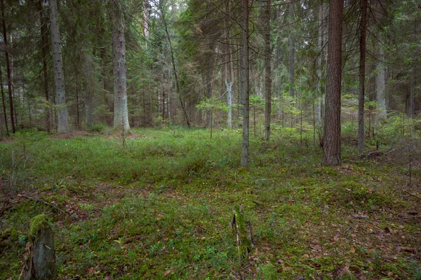 Dennenbos in de herfst — Stockfoto