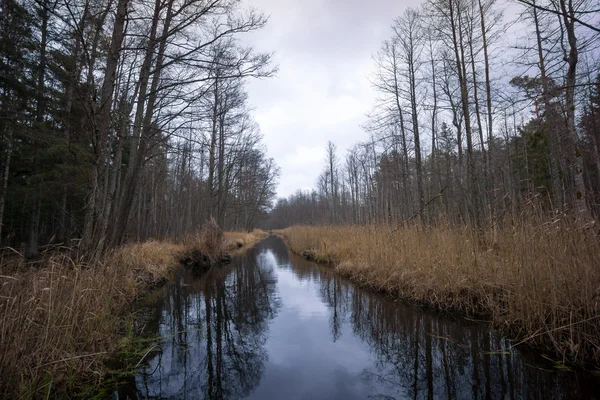 Stream w lesie w późnej jesieni, regionie Kemeri — Zdjęcie stockowe