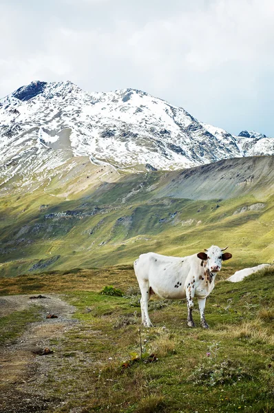 在山上放牧的牛 — 图库照片